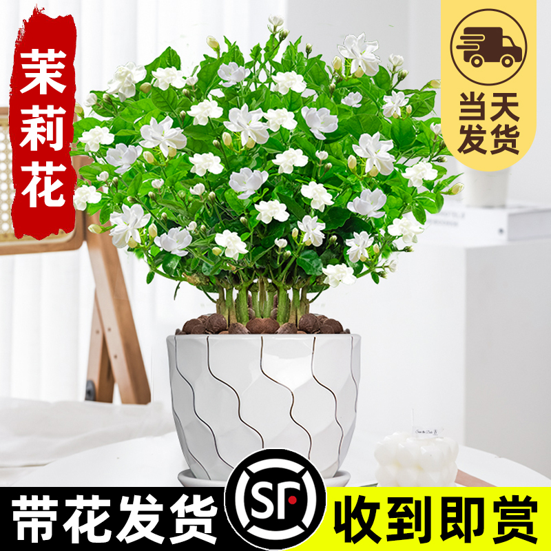 茉莉花盆栽树苗四季开鲜花卉植物重瓣带花苞好养绿植室内栀子花苗-图1