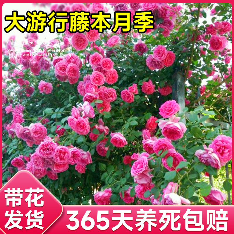 大游行藤本月季墙微花树苗爬藤花卉四季开蔷薇玫瑰花盆栽浓香老桩-图1