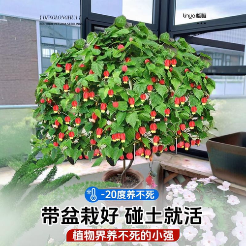 灯笼花盆栽四季开花苗爬藤植物阳台室内外倒挂金钟花卉树苗风铃花 - 图0