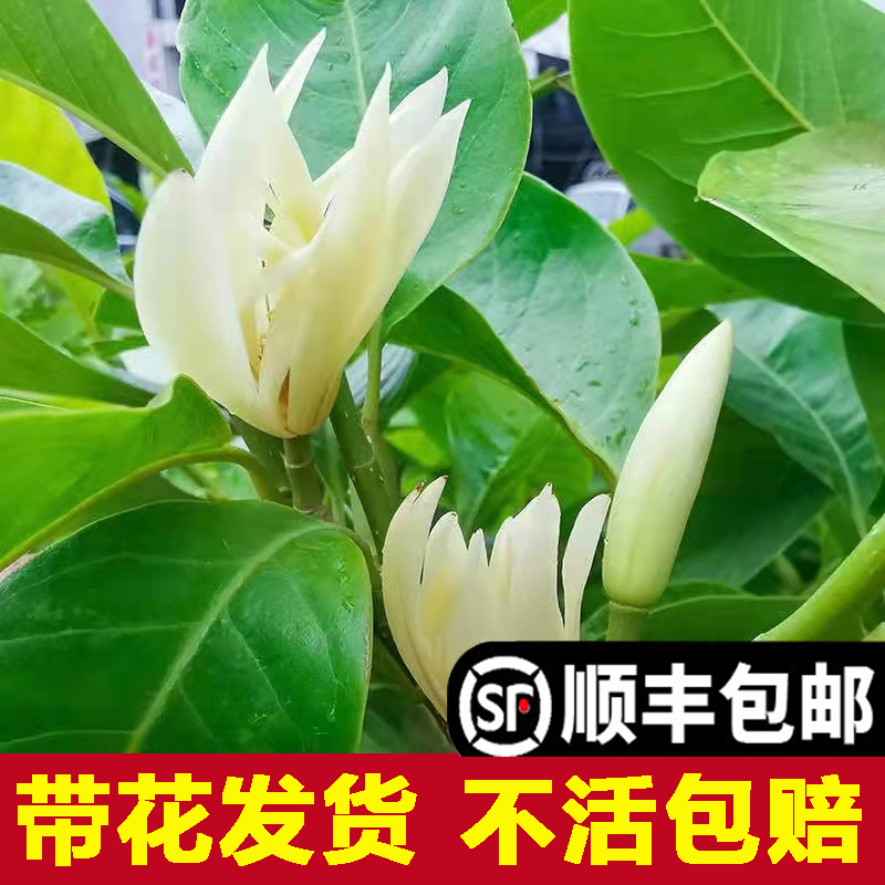 白兰花玉兰树苗花卉植物室内庭院绿植易活带花苞四季开黄角兰盆栽 - 图0