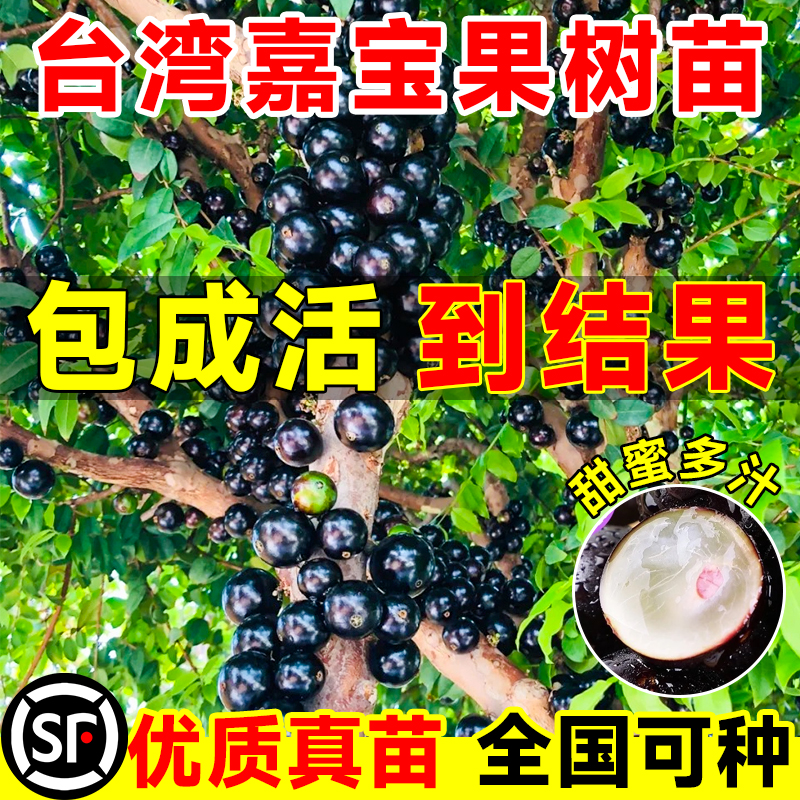 树葡萄嘉宝果苗树大加宝果树四季加多宝树苗南方北方种植庭院盆栽 - 图0