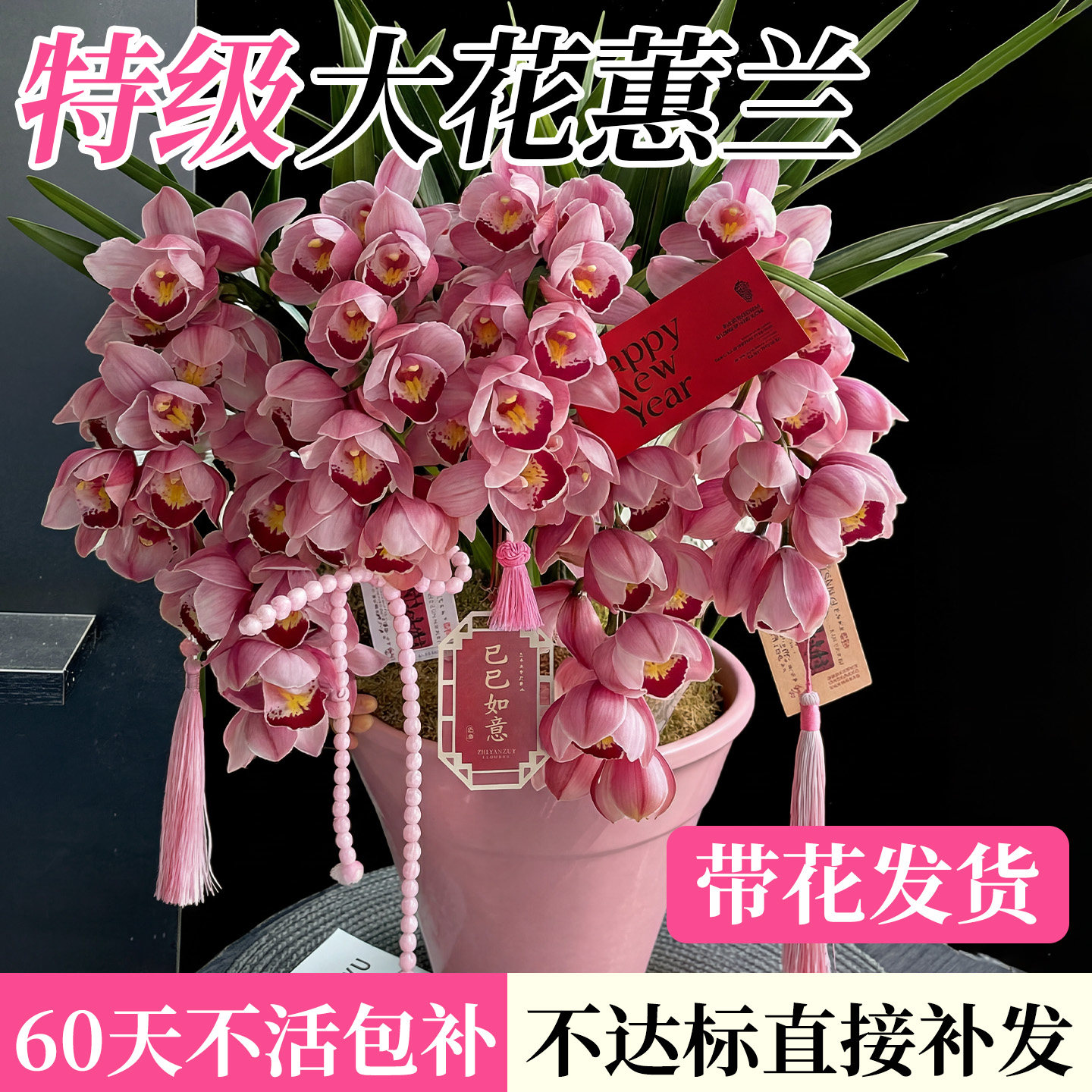 大花蕙兰带花苞盆栽鲜切兰花年宵花花剑过年客厅室内鲜花卉绿植物,淘宝优惠券,粉丝福利购,淘宝优惠卷