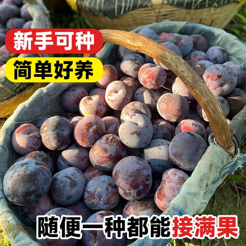 黑布林李子树苗果树果苗阳台庭院南方北方种植蜂糖李子新品种三华 - 图1