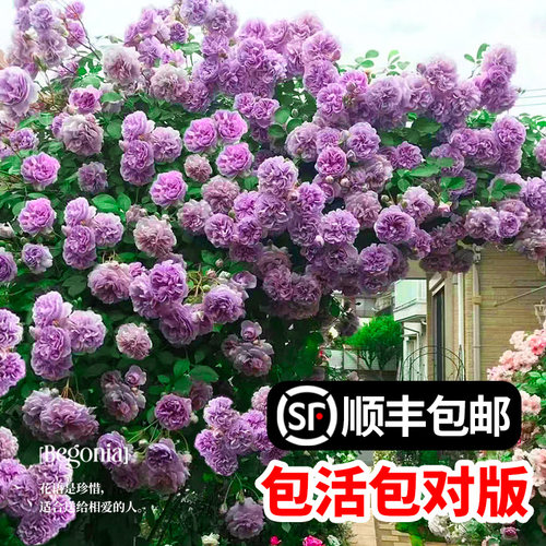 蓝色阴雨藤本月季花苗爬藤蔷薇阳台庭院四季植物花卉盆栽玫瑰花开 - 图0