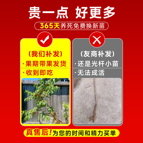早熟水蜜桃树苗嫁接鹰嘴黄桃树南北方种植巨型桃树水果苗当年结果 - 图0