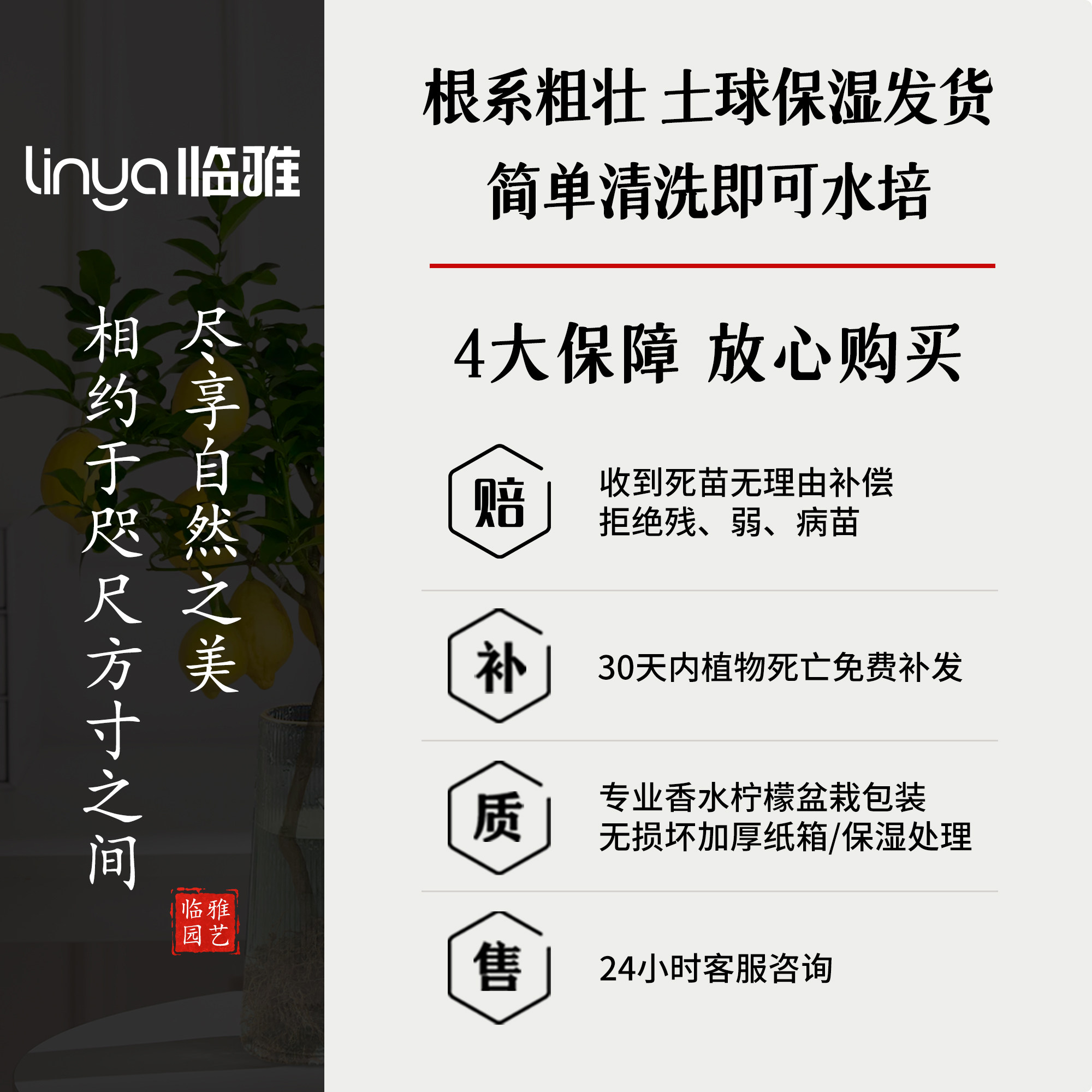 水培植物室内好养水培柠檬玻璃瓶无土纯水培绿植水养水果好养易活,淘宝优惠券,粉丝福利购,淘宝优惠卷