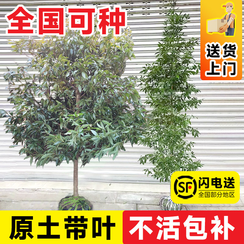 金丝楠木树苗正宗十大庭院名贵小叶桢楠木树苗盆栽南北方种植大树,淘宝优惠券,粉丝福利购,淘宝优惠卷