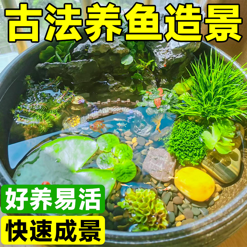 古法养鱼水草鱼缸造景套餐生态缸芙蓉浮萍火山石绿九冠绿菊蜈蚣草 - 图0