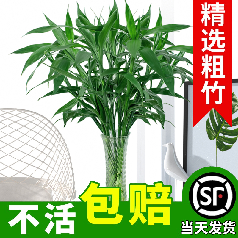 富贵竹水培植物水养发财树带根客厅绿植招财转运竹子花卉盆栽室内 - 图1