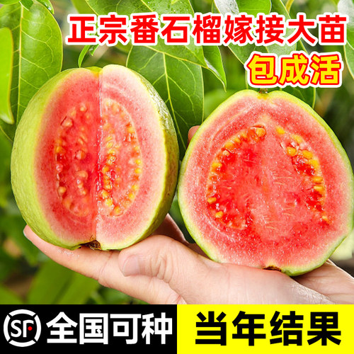 番石榴树果苗红心芭乐树苗南方种植庭院盆栽地栽四季果树当年结果 - 图2