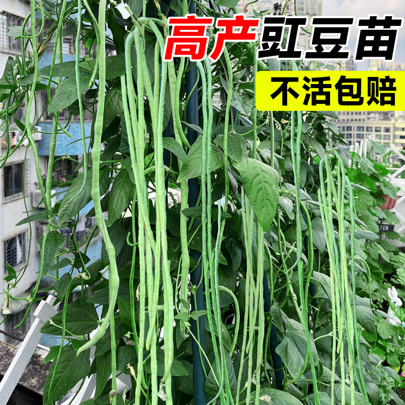 长豆角苗四季豆豇豆种苗蔬菜苗秧苗大全适合春天种的菜苗种子种籽