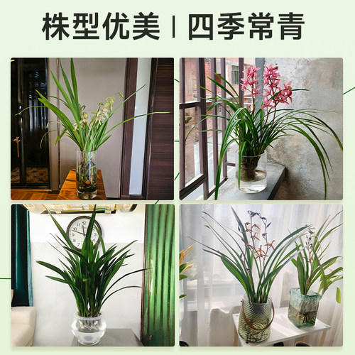 水培兰花墨兰盆栽带花苞客厅室内桌面浓香型水养绿植物建兰小苍兰 - 图3