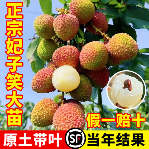 妃子笑荔枝树苗正宗无核桂味果树果苗嫁接仙进奉盆栽四季种植树苖 - 图0