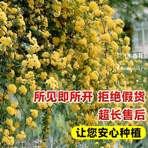 黄木香花苗爬藤植物花卉重瓣白木香树苗蔷薇阳台庭院四季开花盆栽 - 图1
