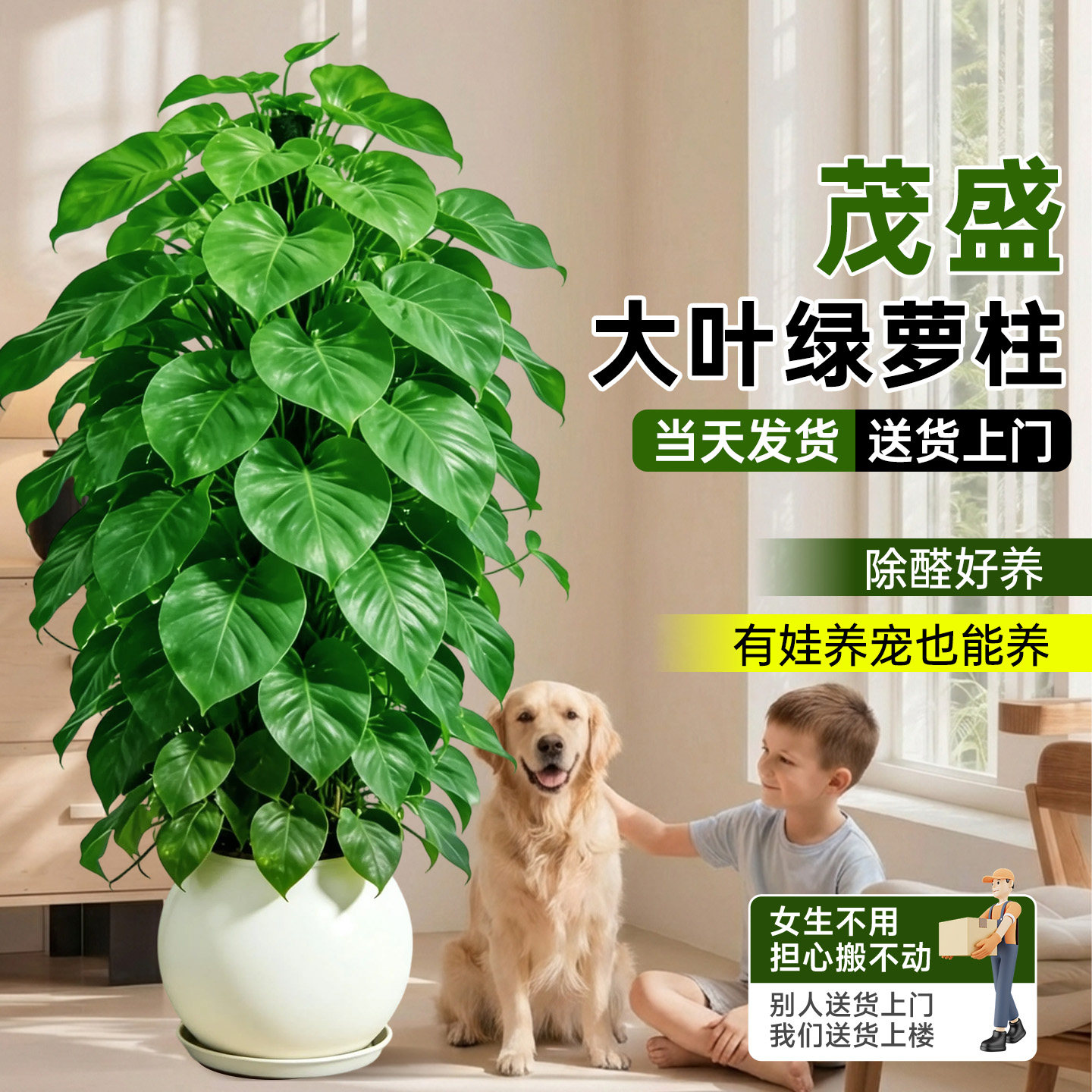 大叶绿萝柱盆栽室内植物四季客厅大型绿植除甲醛净化空气新房好养,淘宝优惠券,粉丝福利购,淘宝优惠卷