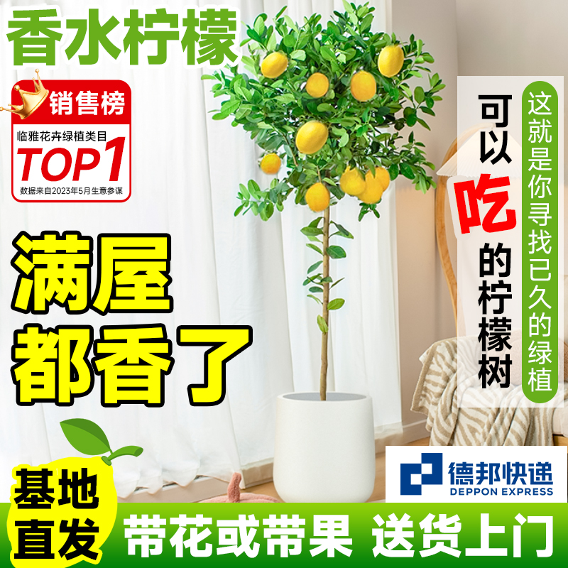 香水柠檬树盆栽绿植大型室内客厅植物吸甲醛阳台四季好养花卉果禄 - 图0