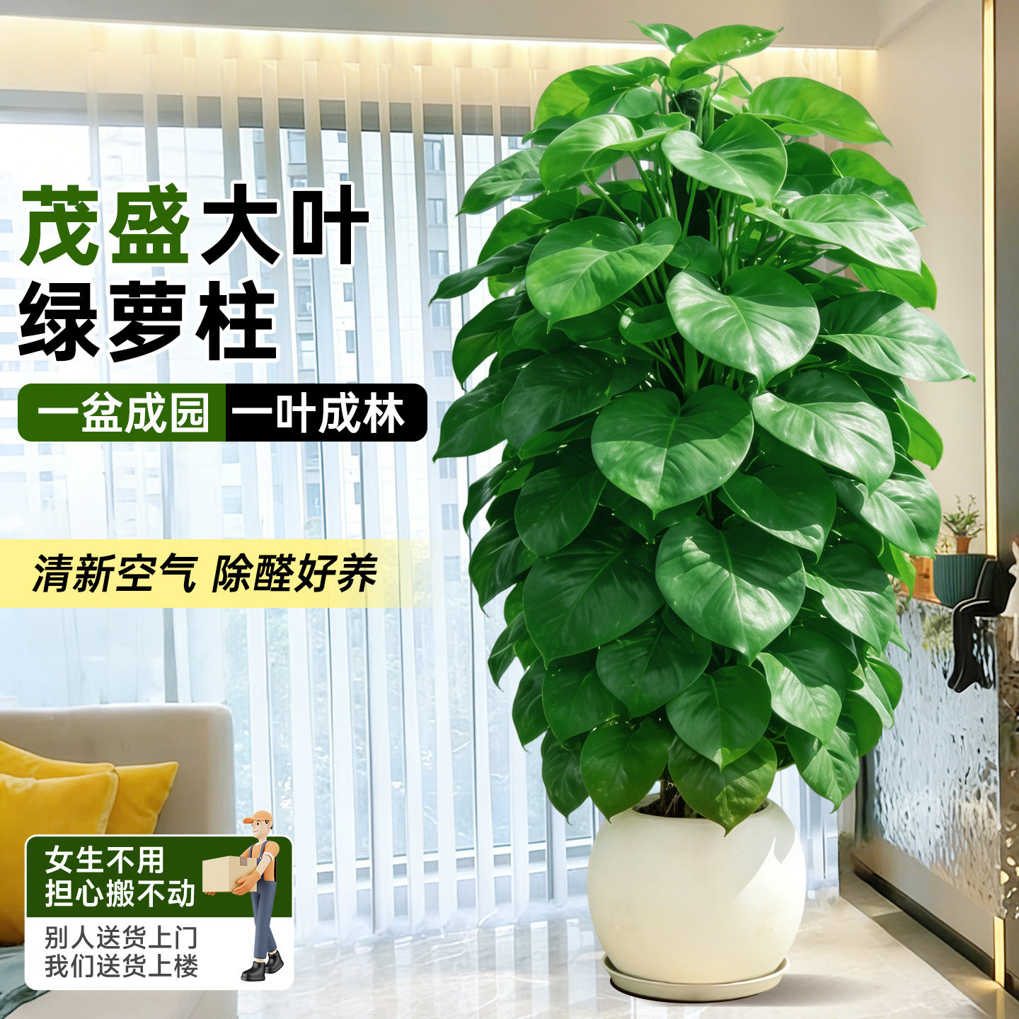 大叶绿萝柱盆栽室内植物四季客厅大型绿植除甲醛净化空气新房好养,淘宝优惠券,粉丝福利购,淘宝优惠卷