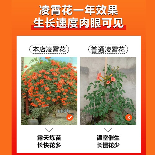 耐寒凌霄花苗爬藤植物四季花卉大苗绿植盆栽庭院阳台炮仗花紫藤 - 图3