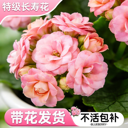 长寿花盆栽重瓣大花花苗四季开花卉带花苞云南室内阳台好养绿植物 - 图1