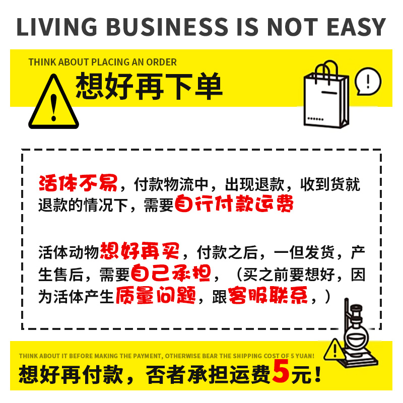 迷你蟹辣椒蟹宠物鱼缸观赏蟹淡水活体草缸可深水养殖小螃蟹除藻蟹-图2