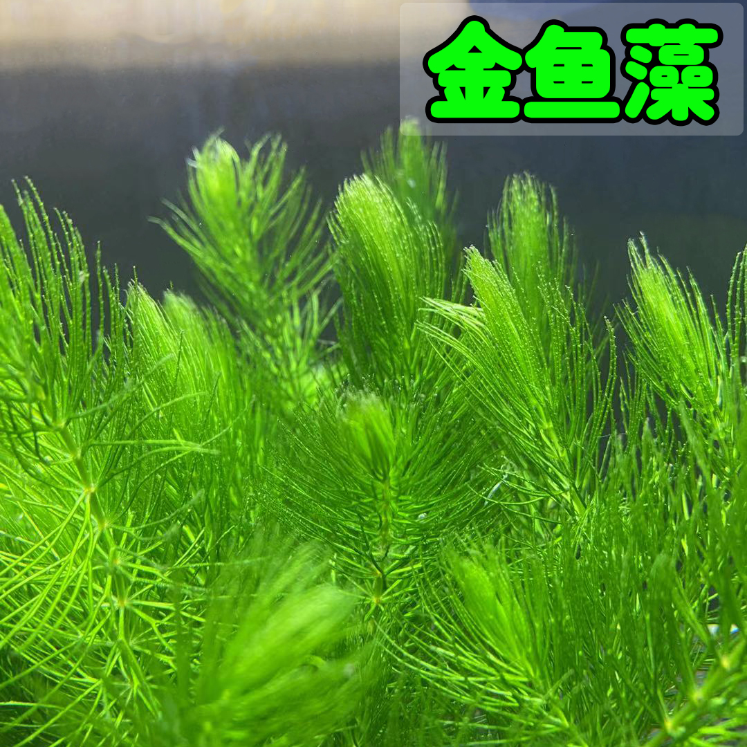 金鱼藻水草淡水浮萍蜈蚣草绿菊池塘制氧净化水质水族鱼缸好养易活-图2