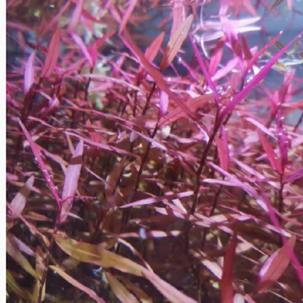 紫艳柳中后景有茎类水草水族箱装饰活体鱼缸造景套餐淡水真植物-图0