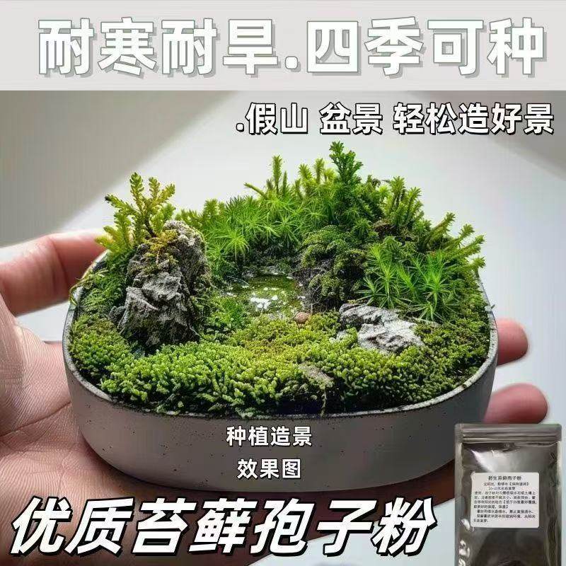 苔藓青苔植物种子吸水上水石盆栽假山盆铺面微景观孢子粉四季鲜活,淘宝优惠券,粉丝福利购,淘宝优惠卷