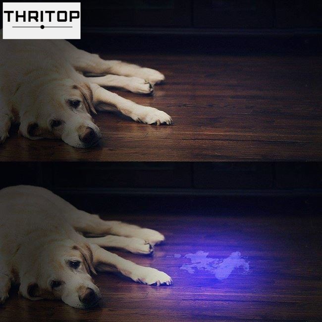 2024 new uv flashlight black light for pet urine detection - 图2