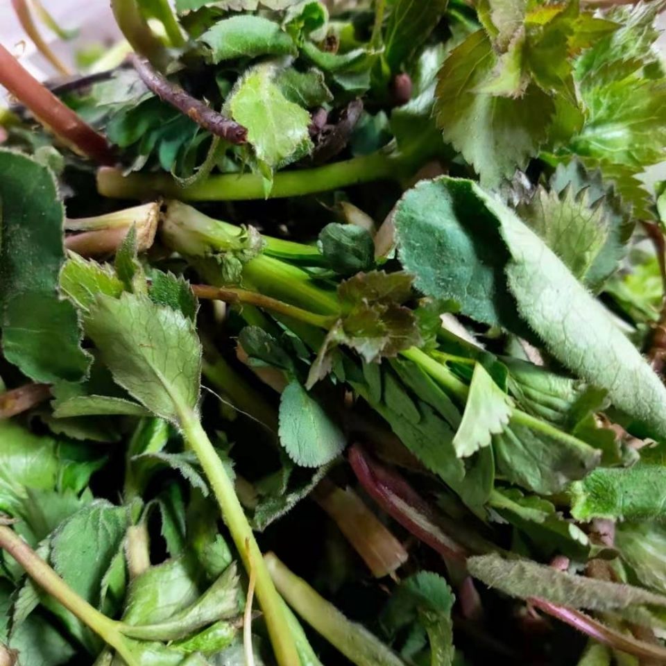 顺丰现挖新鲜东北野生新鲜杂叶子山野菜野菜叶子菜现挖野菜野菜