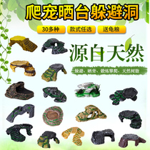 Tortoise Cylinder Building View Turtle Sun Terrace Climbing Back Terrace Turtle Shelter From House Rest Terrace Climbing High Water Level Large Climbing Ladder