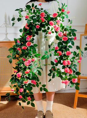 月季花墙造景龙沙宝石