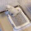 Alice Dog Toilet Designated Toilet Point for Small Dogs