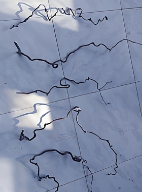 龙枣树干枝造型自然枯枝造型