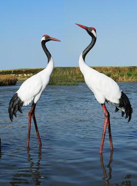 仿真仙鹤摆件庭院花园林水池造景观装饰户外玻璃钢小品丹顶鹤雕塑