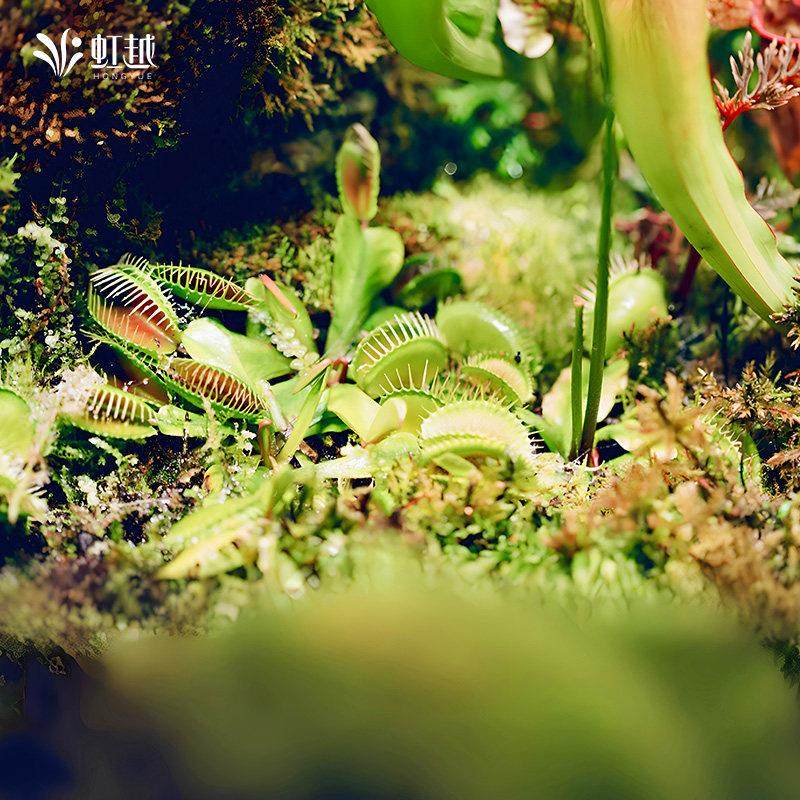 花彩食虫植物盆栽捕蝇草猪笼草室内办公桌面客厅阳台种植耐热趣味,淘宝优惠券,粉丝福利购,淘宝优惠卷
