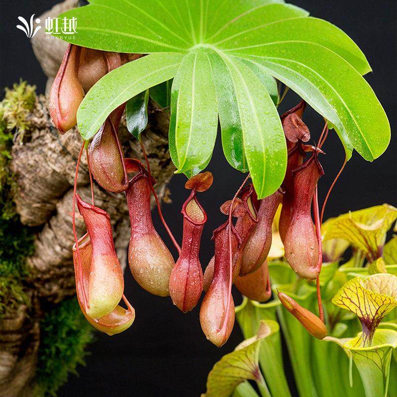花彩食虫植物盆栽捕蝇草猪笼草室内办公桌面客厅阳台种植耐热趣味,淘宝优惠券,粉丝福利购,淘宝优惠卷