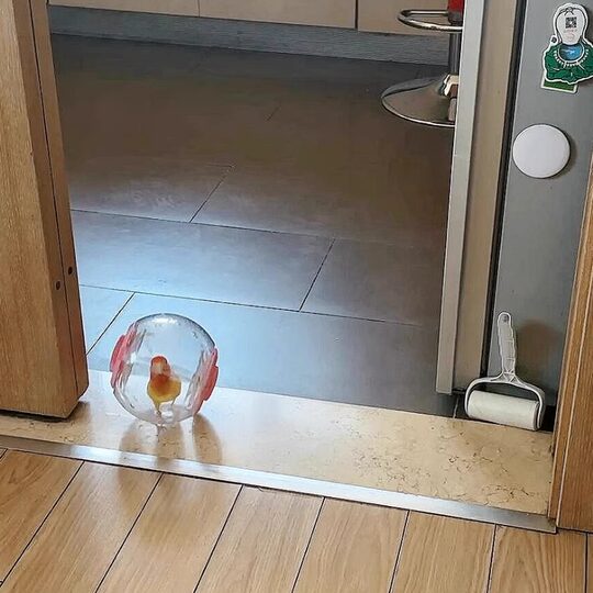 Parrot toy creative bird anti-depression running ball chick