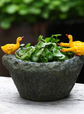铜钱草碗莲花水培植物花盆鸭饰品创意彷石砂浆桌面装饰礼品