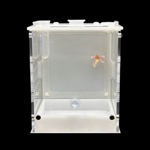 螳螂饲养盒磁吸开门造景活体昆虫树蛙爬虫鸣虫跳蛛宠物饲养箱箱网 - 图2