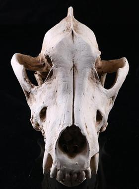 狼头骨树脂工艺品骷髅头模型道具摆件树脂骷髅头动物园展示装饰品