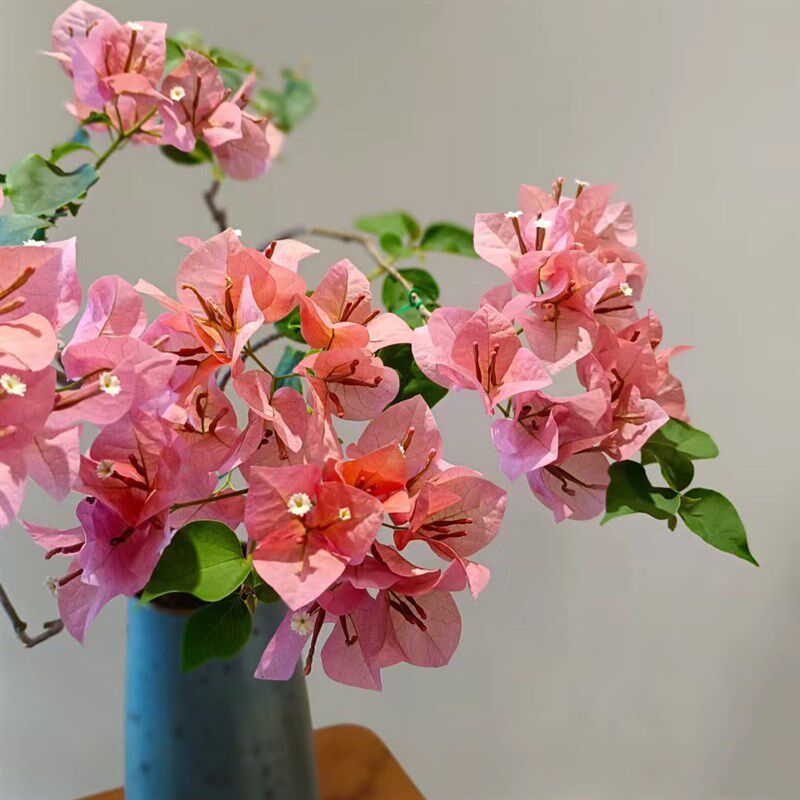 不甜西瓜三角梅原生苗四季开花阳台爬藤垂丝稀有品种阳台窗台花卉,淘宝优惠券,粉丝福利购,淘宝优惠卷