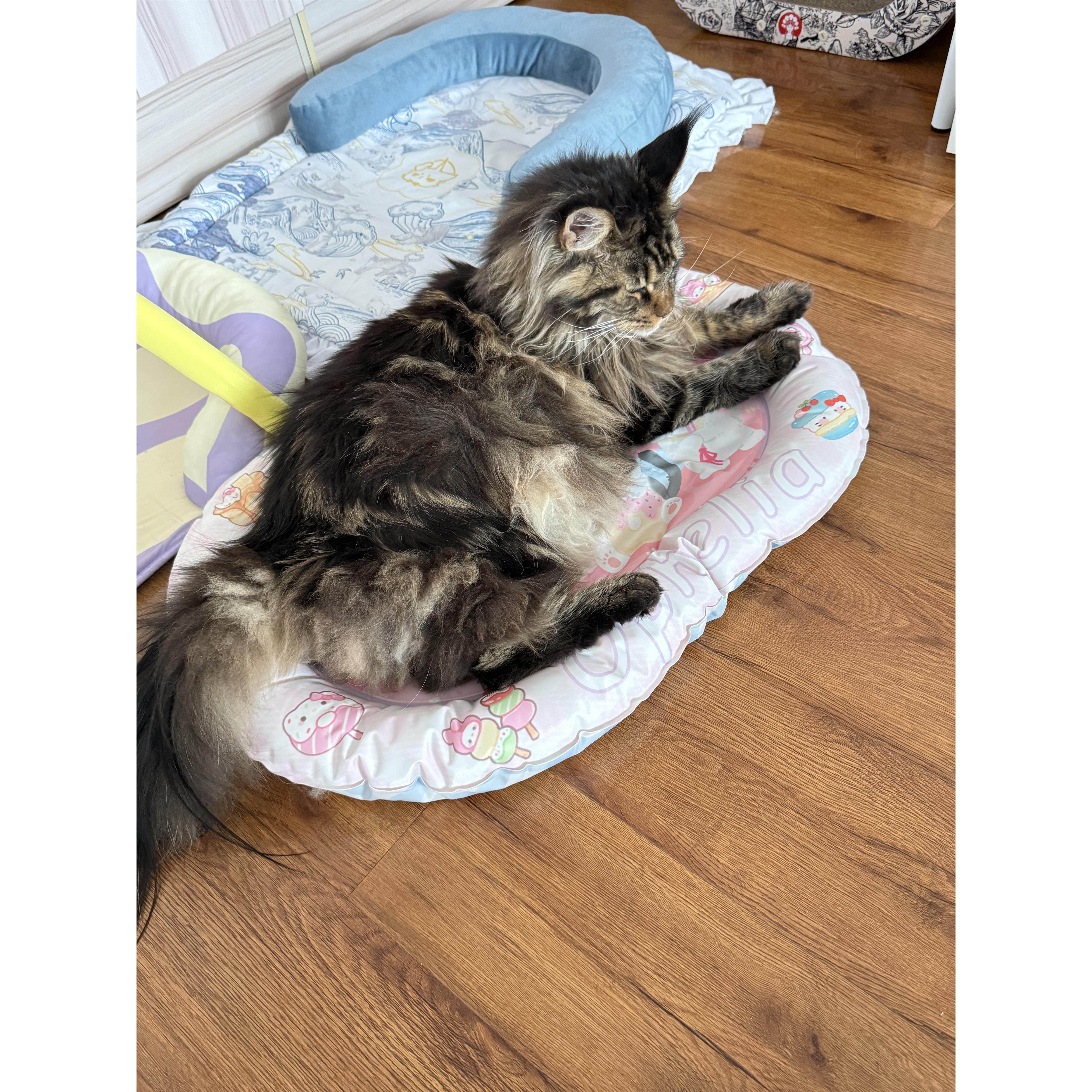 奥菲利亚2025新品可爱宠物冰垫冰窝降温猫窝狗窝耐磨耐抓,淘宝优惠券,粉丝福利购,淘宝优惠卷