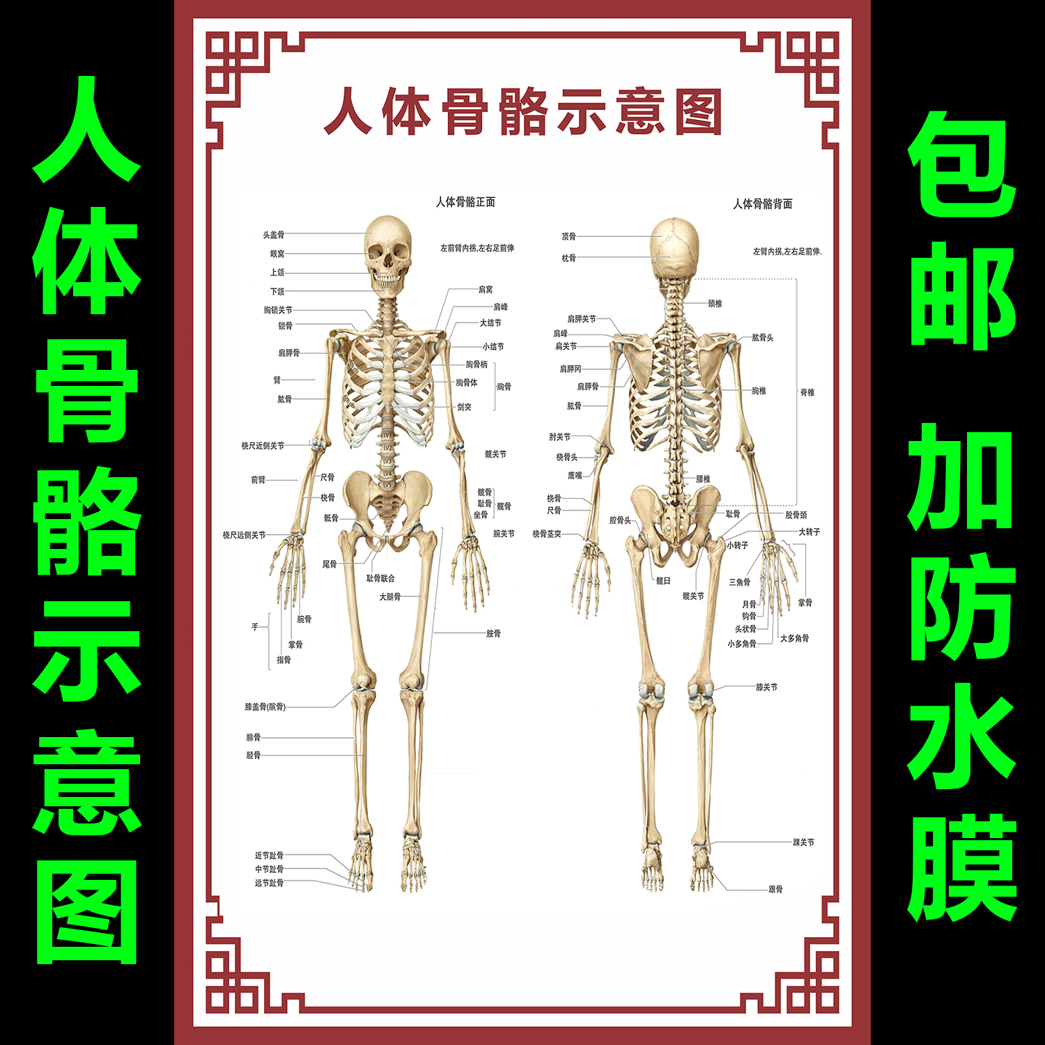 穴位图大挂图 新人首单立减十元 21年7月 淘宝海外
