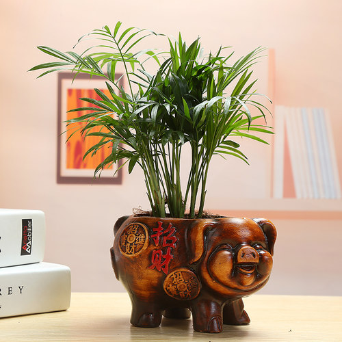 欧式复古发财树榕树陶瓷花盆文竹绿植小盆栽花卉盆景花器桌面摆件 - 图0