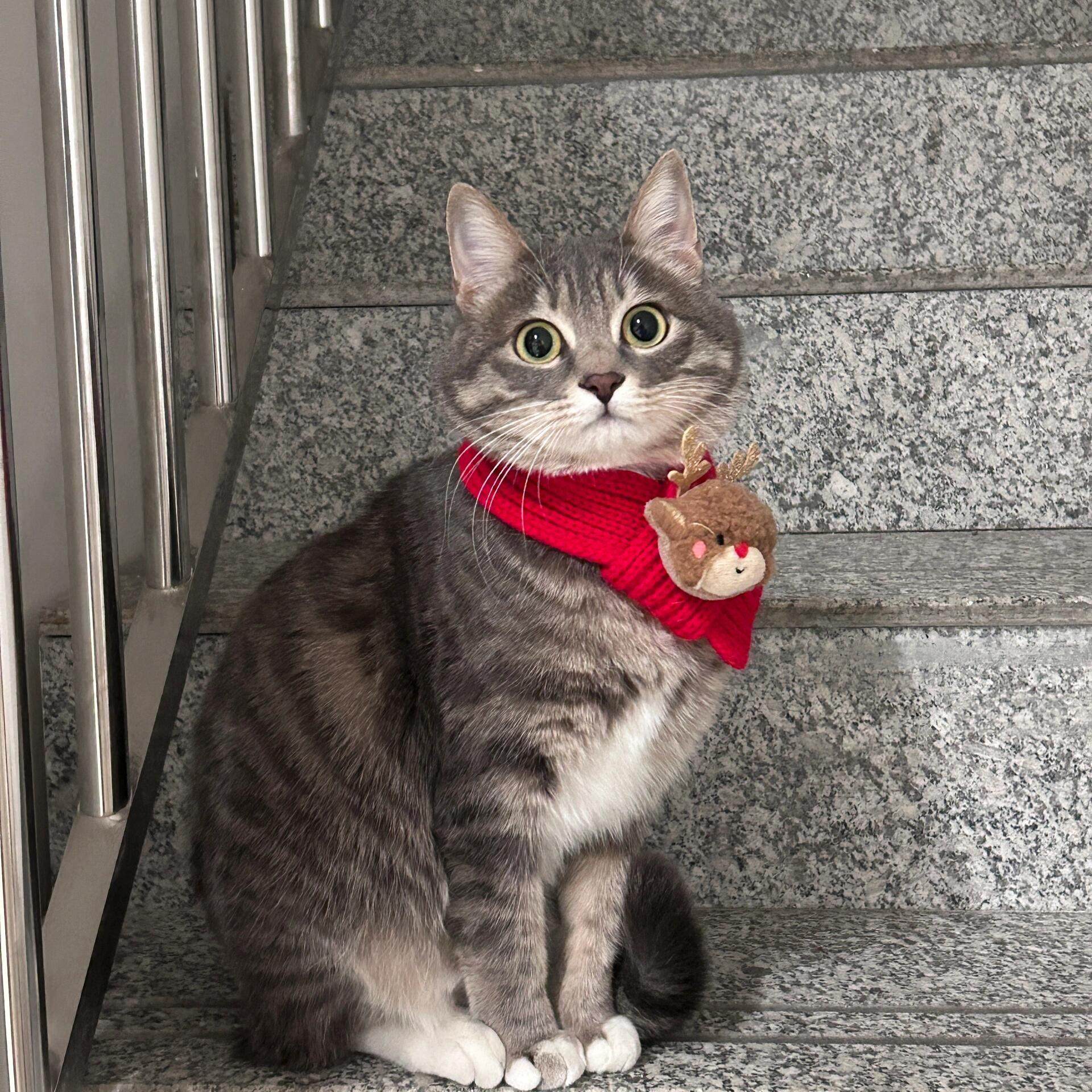 猫咪过年围脖新年宠物布偶猫咪冬季围兜小狗围巾装扮口水巾装饰品,淘宝优惠券,粉丝福利购,淘宝优惠卷