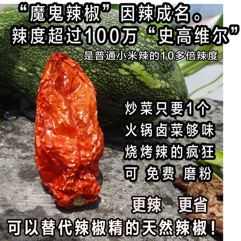 印度魔鬼辣 云南涮涮辣椒100g包邮 特辣干辣椒王 涮涮辣 送种子 - 图1