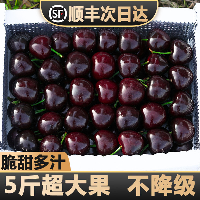 现货樱桃新鲜水果包邮5斤装车厘子美早大樱桃山东当季整箱3j孕妇4