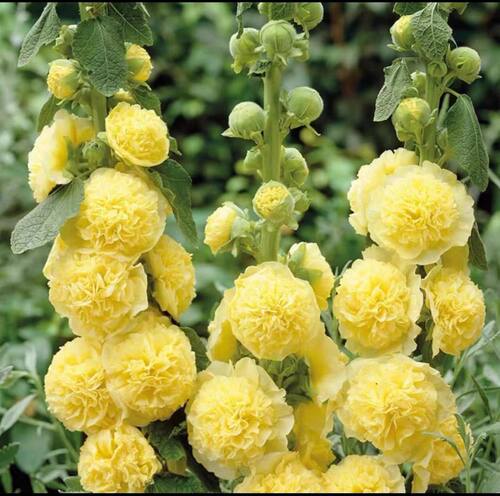 现货重瓣蜀葵花苗桃子与梦多花色好养庭院花卉盆栽 - 图2