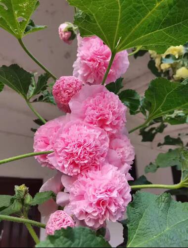 现货重瓣蜀葵花苗桃子与梦多花色好养庭院花卉盆栽 - 图0