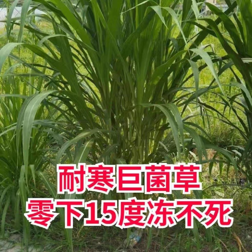 新型皇竹草种子巨菌草种子多年生牧草种子鸡鸭鹅猪牛羊鱼王草种籽,淘宝优惠券,粉丝福利购,淘宝优惠卷